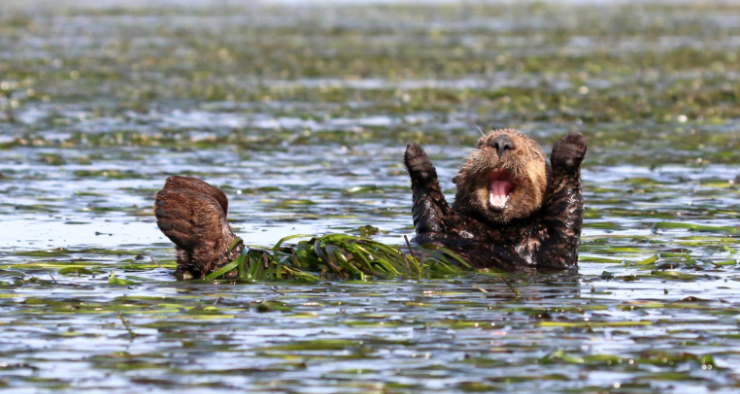 comedy wildlife photography awards
