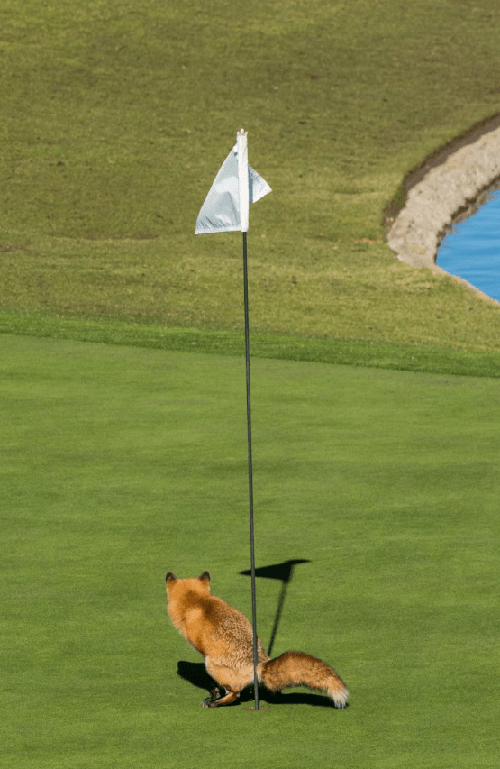 comedy wildlife photography awards 