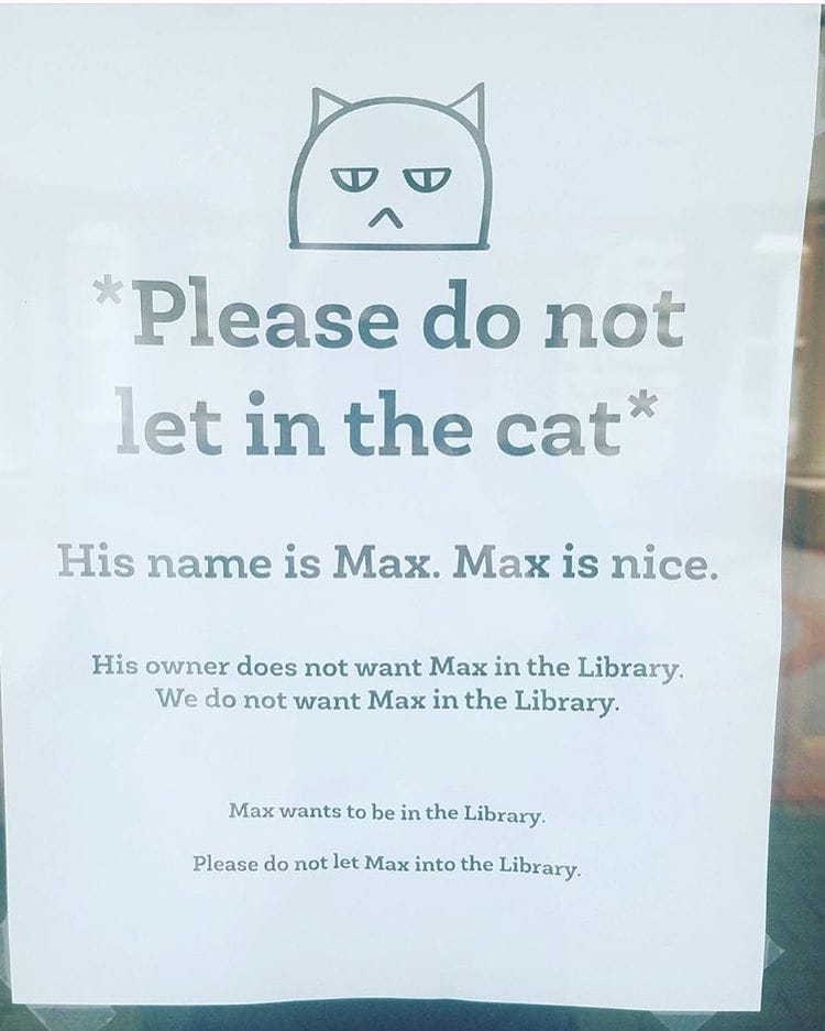 Max the library cat