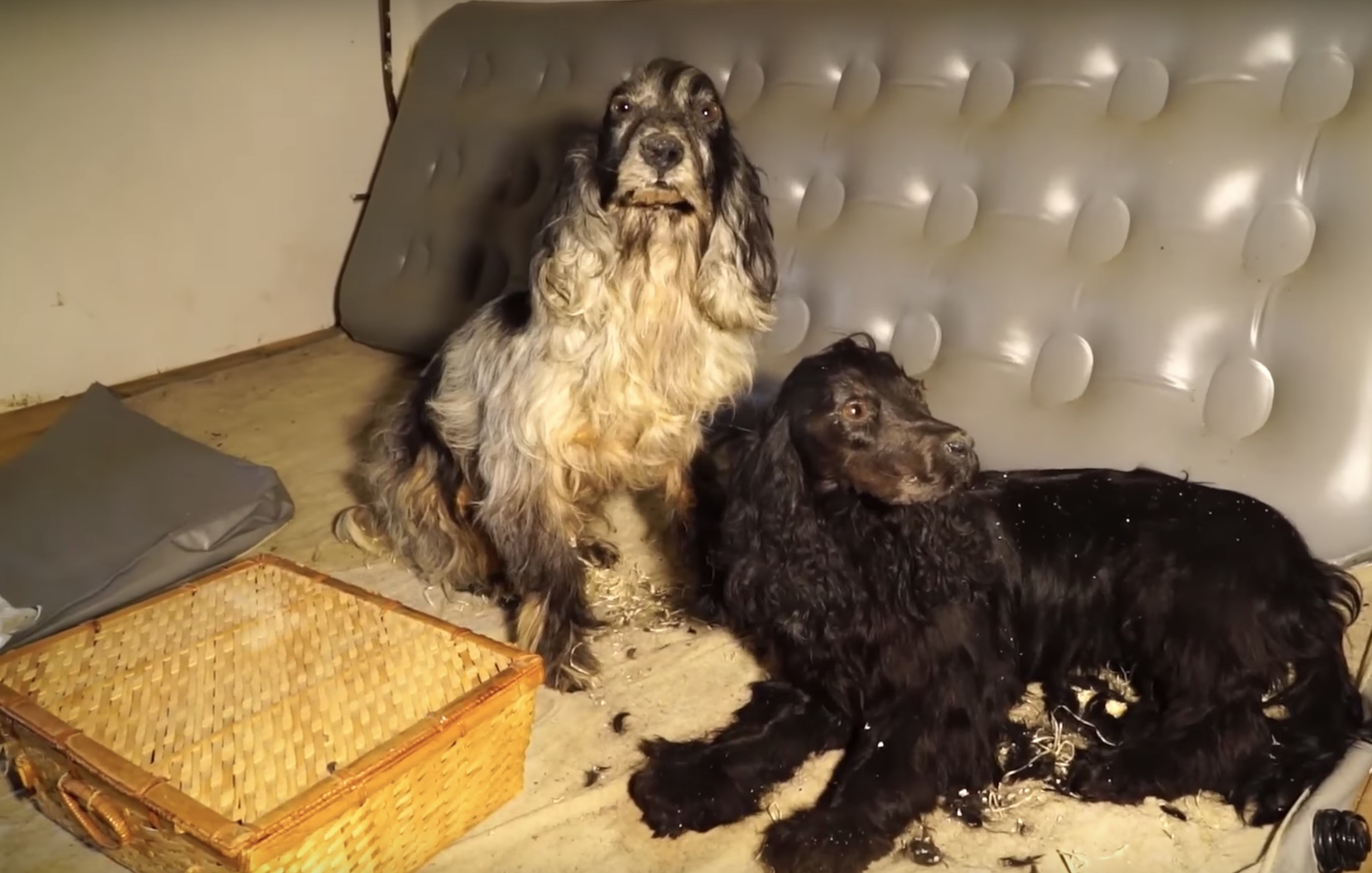 Des Cockers d'un elevage illegal