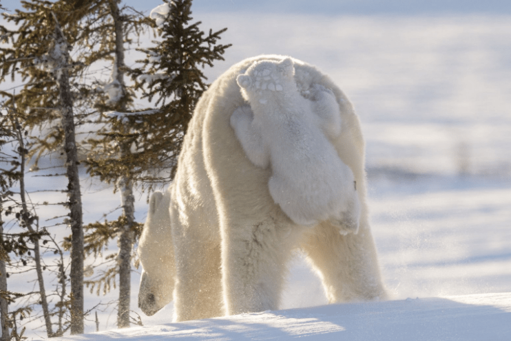 comedy wildlife photography awards