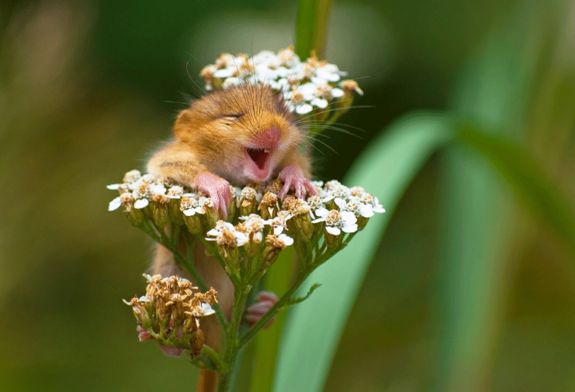 comedy wildlife photography awards