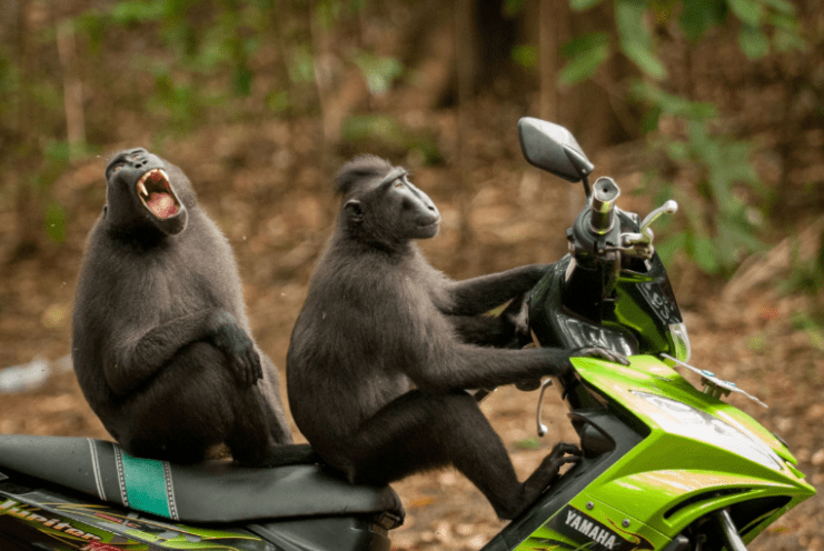 comedy wildlife photography awards