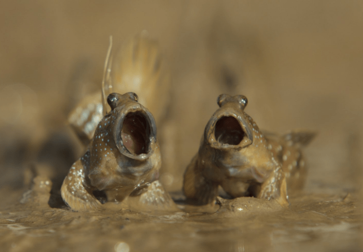 comedy wildlife photography awards