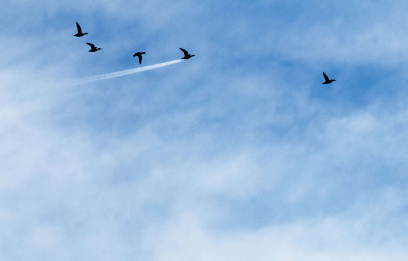 comedy wildlife photography awards