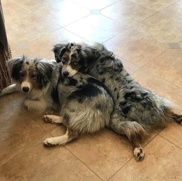 adoption berger australien