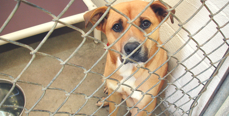 dog abandoned christmas