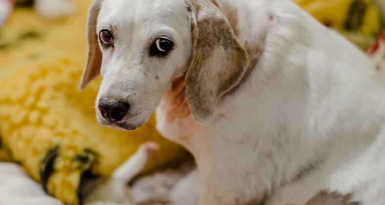 dogs abandoned at christmas