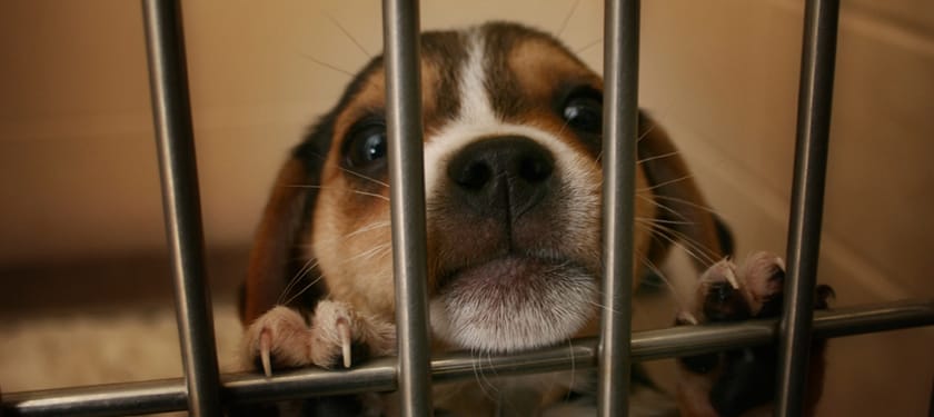 dogs abandoned at christmas 