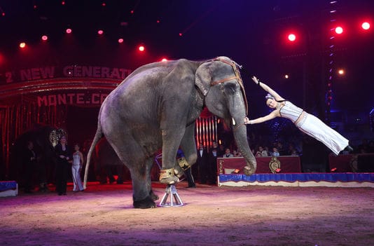 scotland bans animal circuses