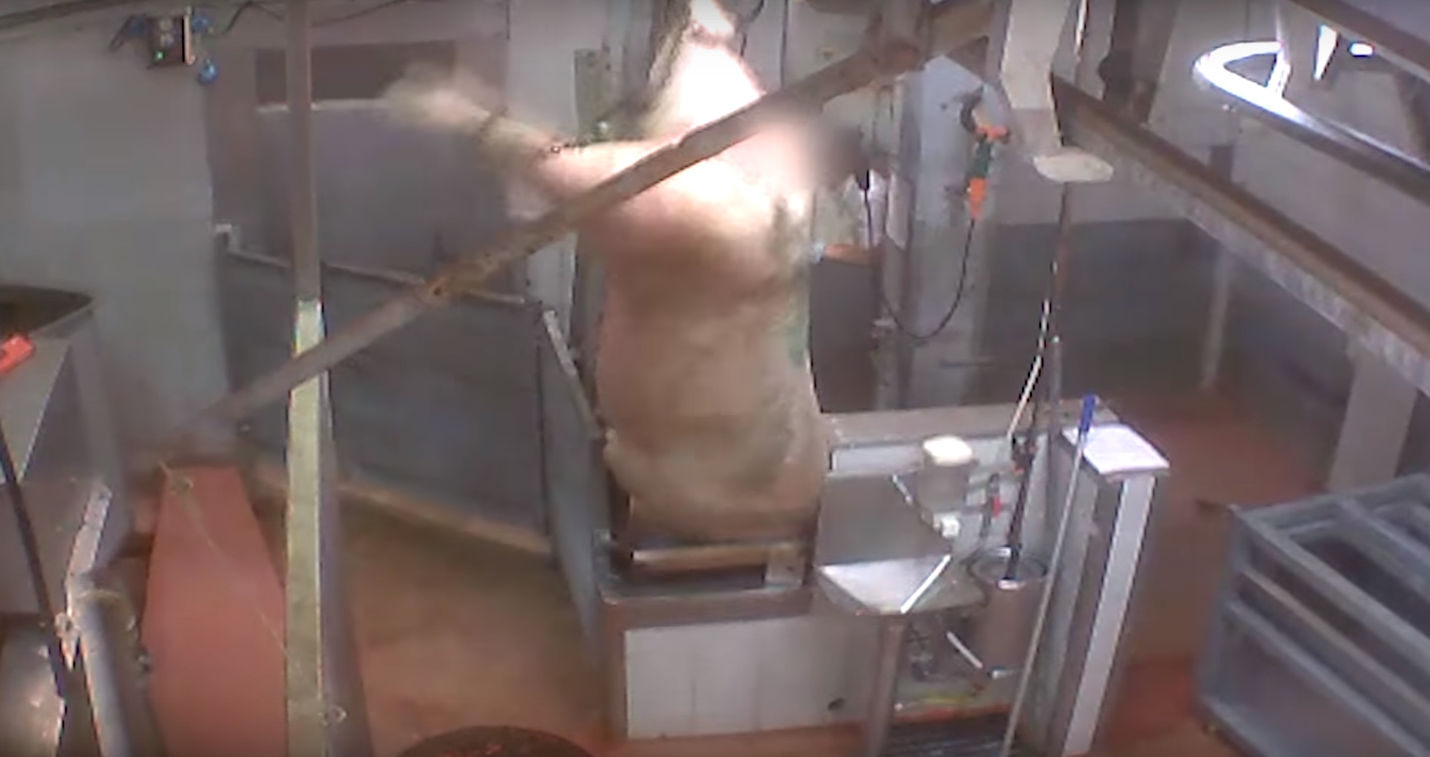 L214-abattoir-mercantour-pezenas-19