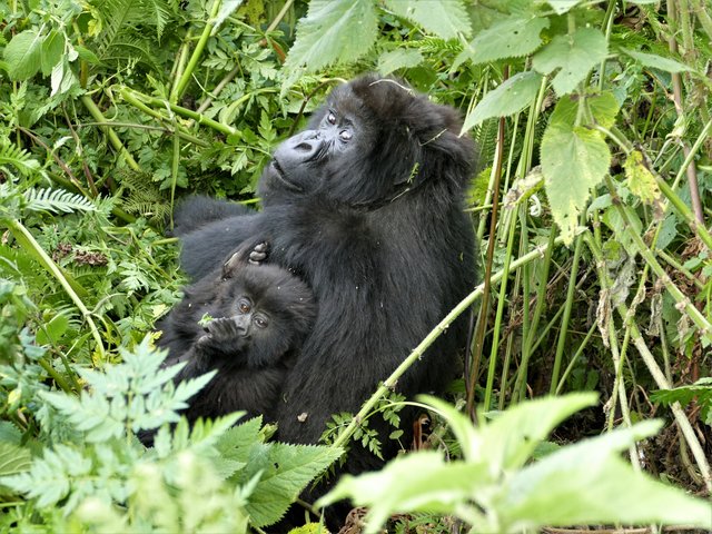 maman et bébé gorille