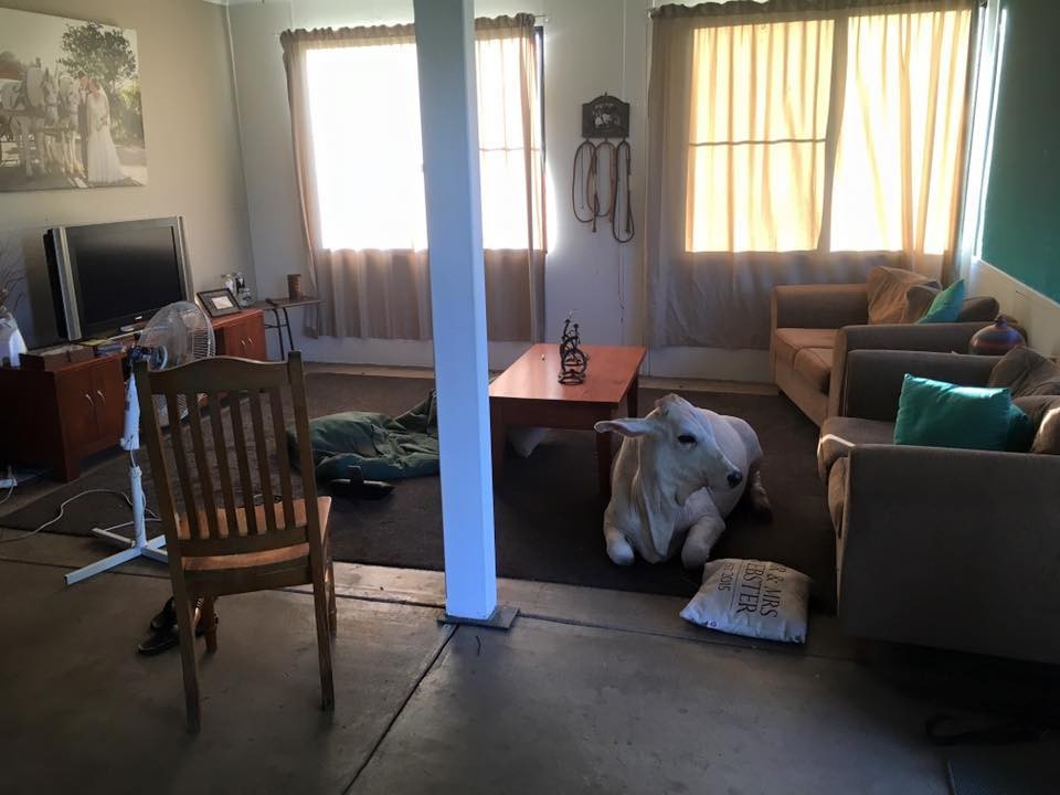 cow-beryl-sneaks-home-1