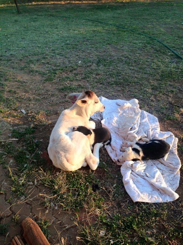 cow-beryl-sneaks-home-26