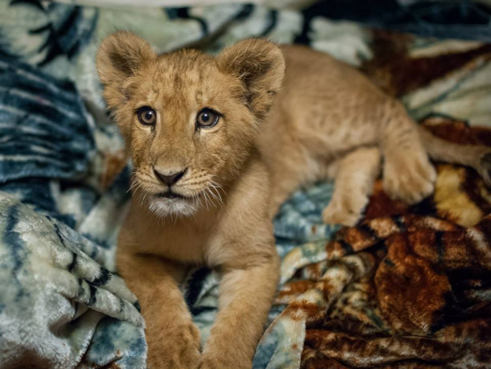 lion-blanket-8