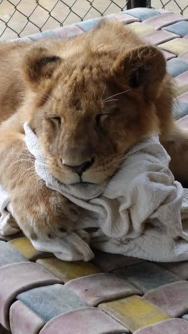 lion-blanket-6