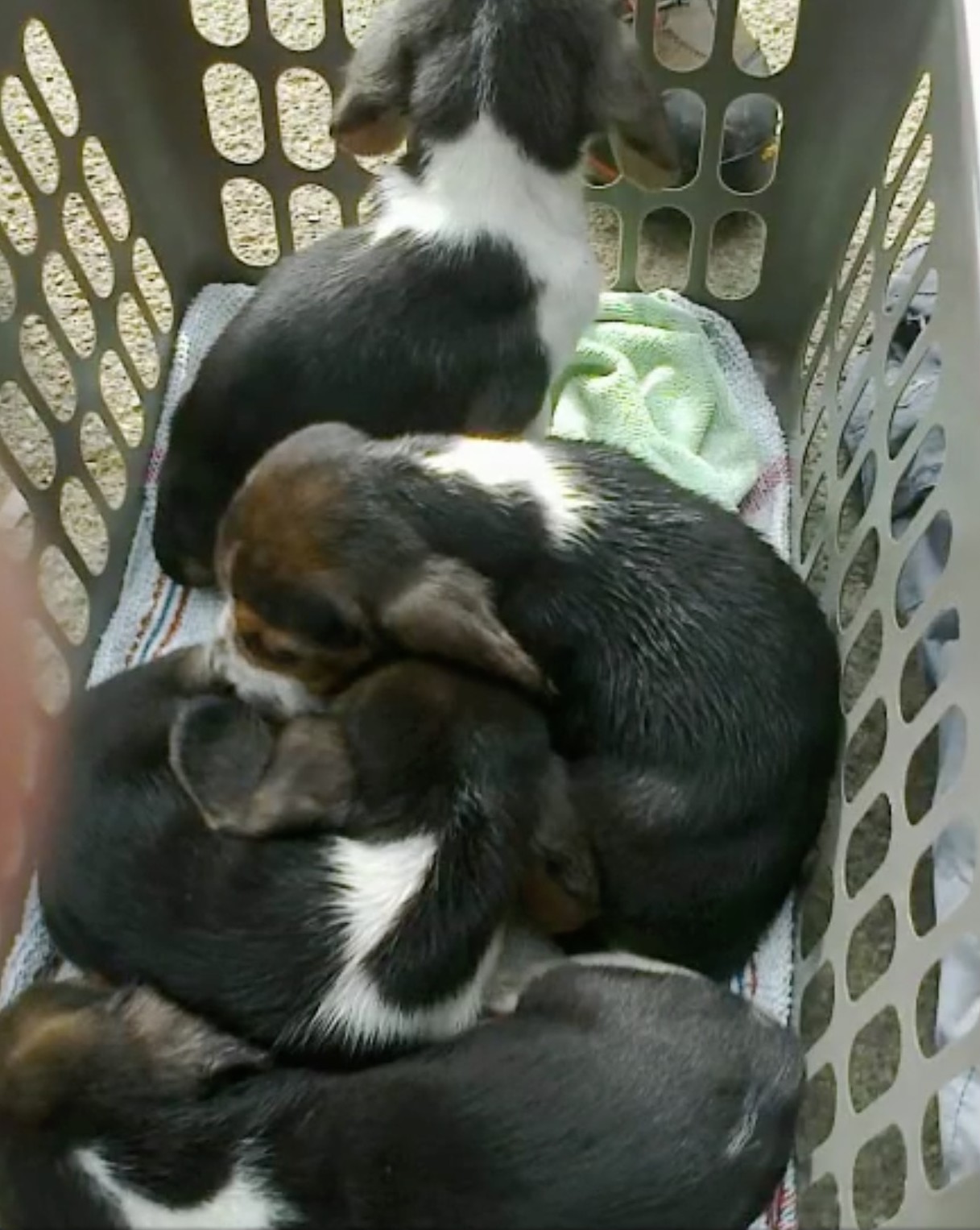 sauvetage-chiots-noyade-charente-2