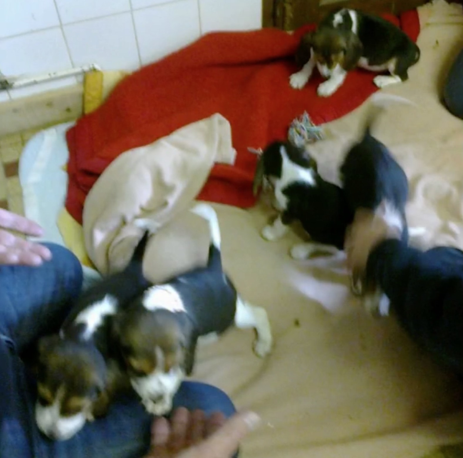 sauvetage-chiots-noyade-charente-4