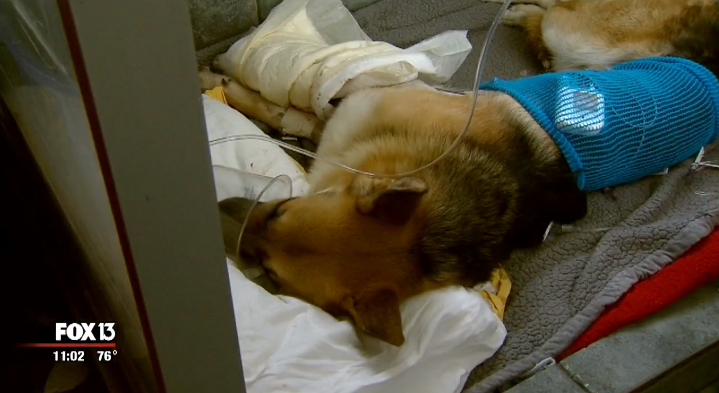 berger-allemand-morsure-serpent-6