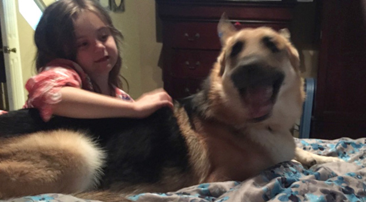 berger-allemand-morsure-serpent-11