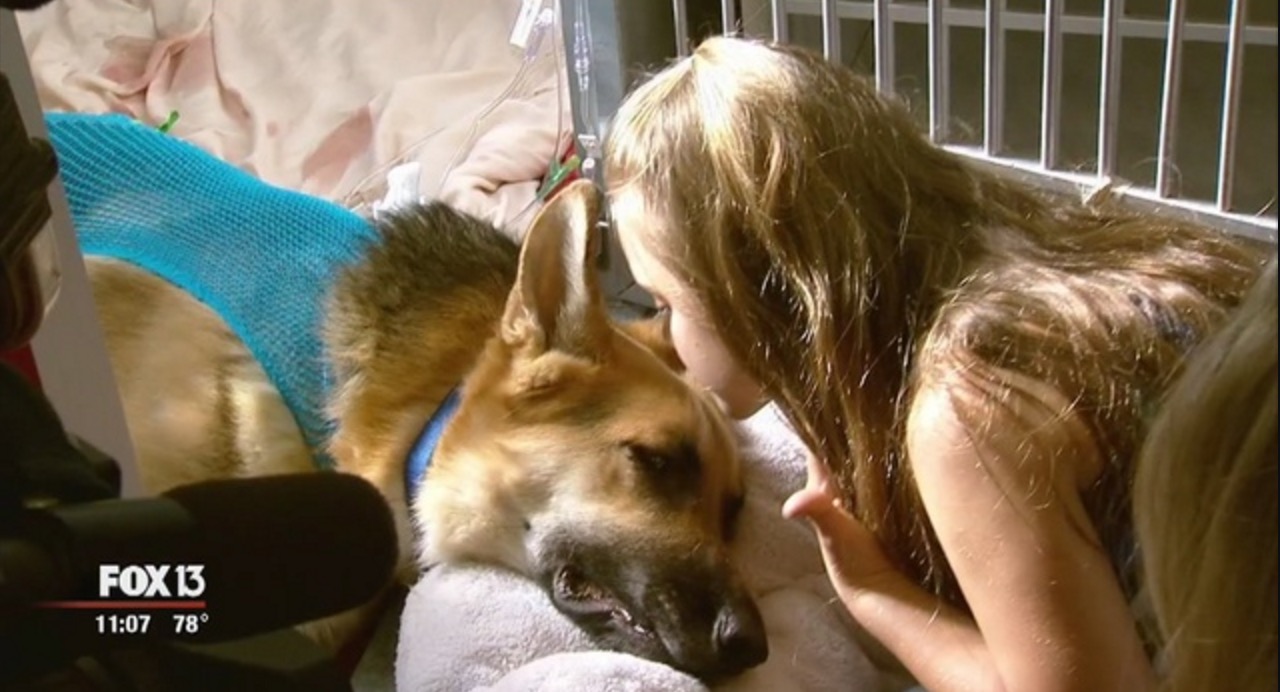 berger-allemand-morsure-serpent-7