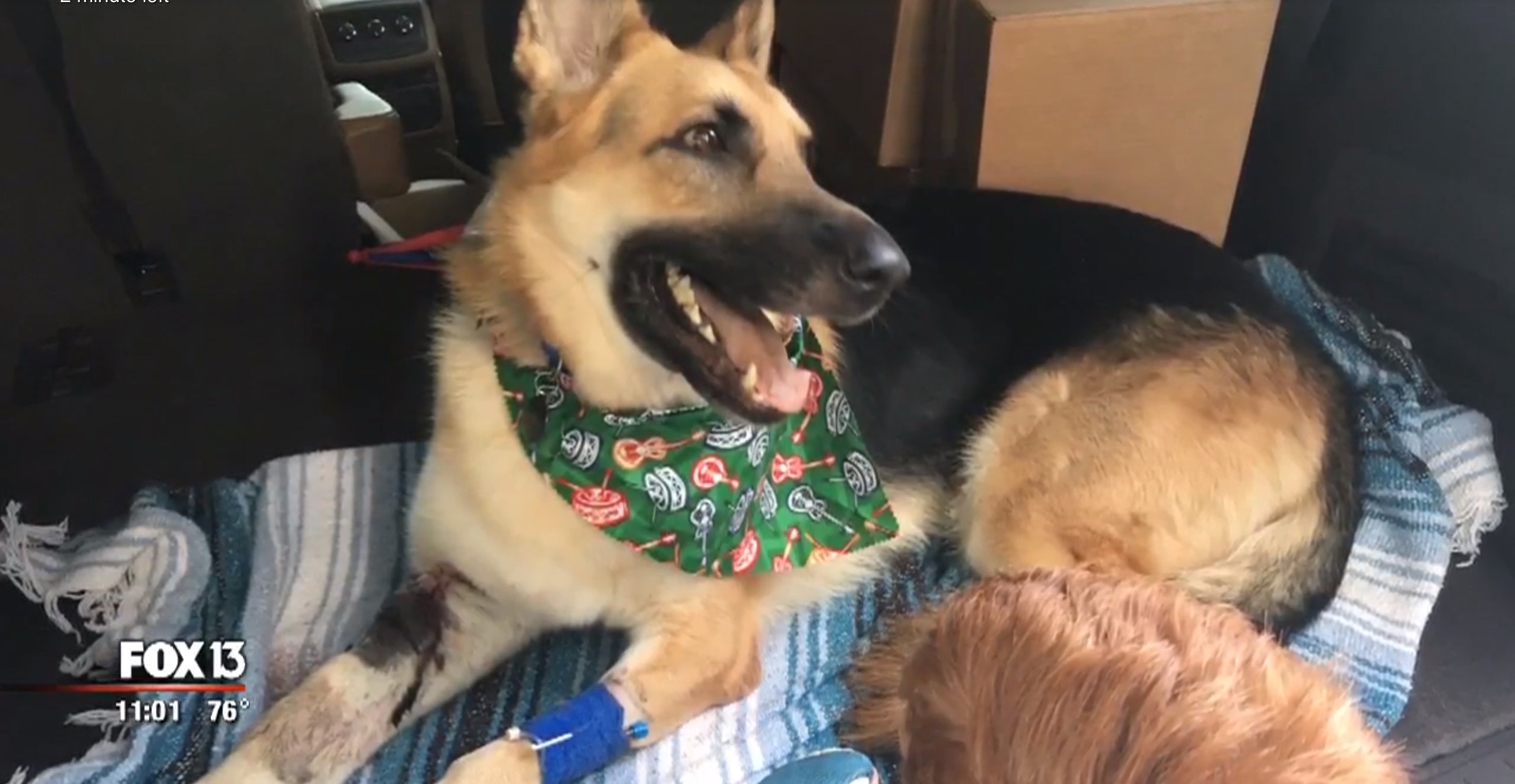 berger-allemand-morsure-serpent-2