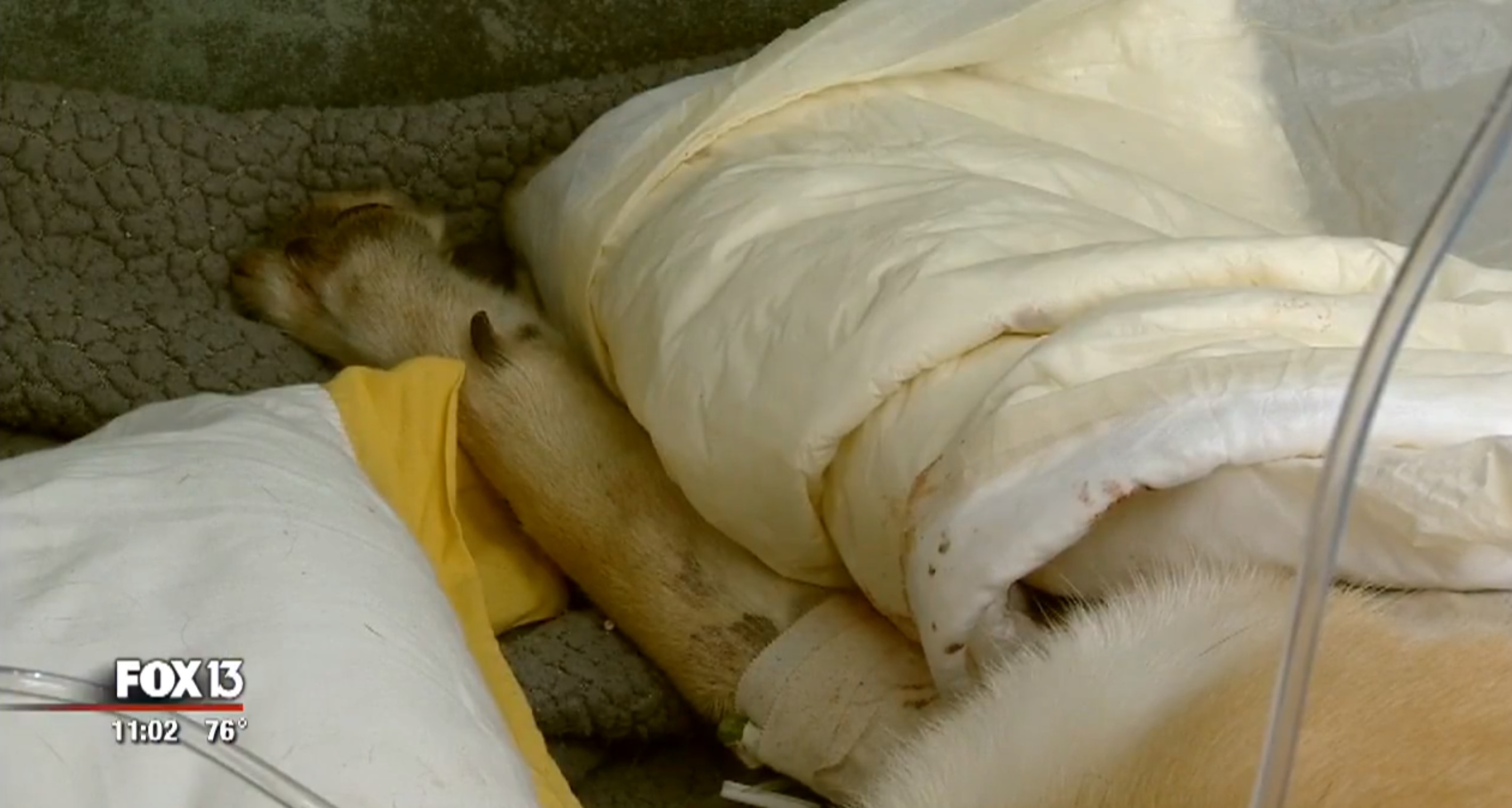 berger-allemand-morsure-serpent-3