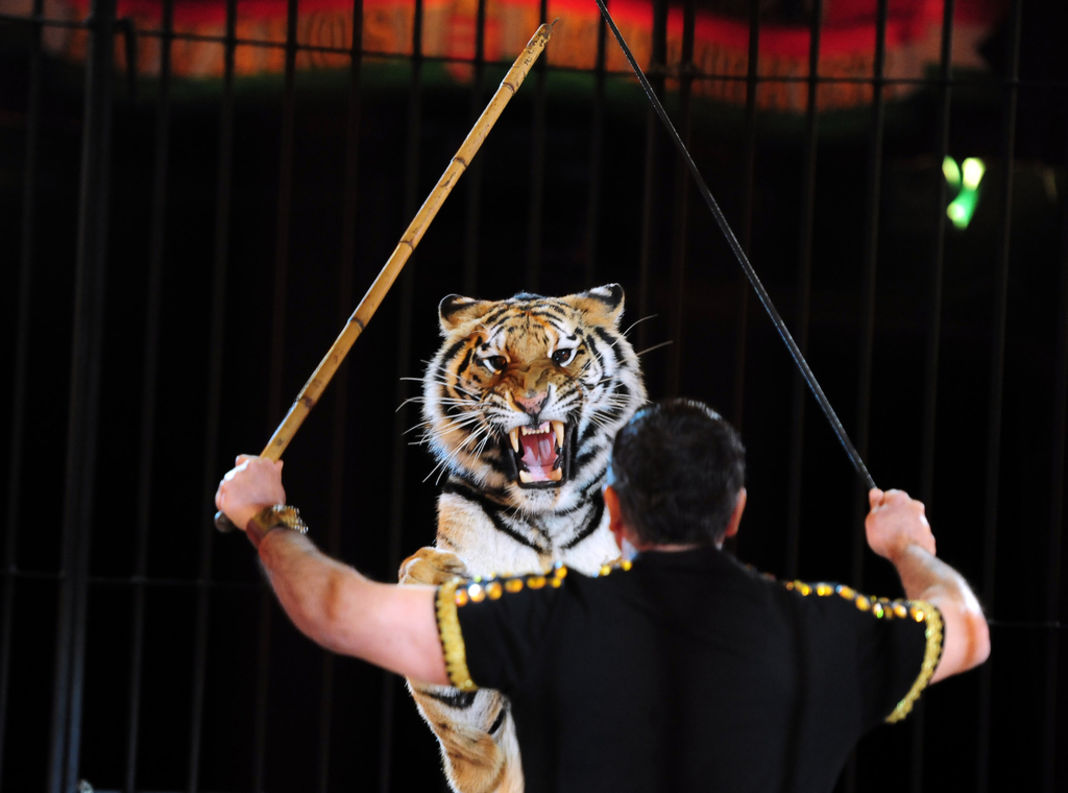 animaux-cirque-petition-patrimoine-culturel-5