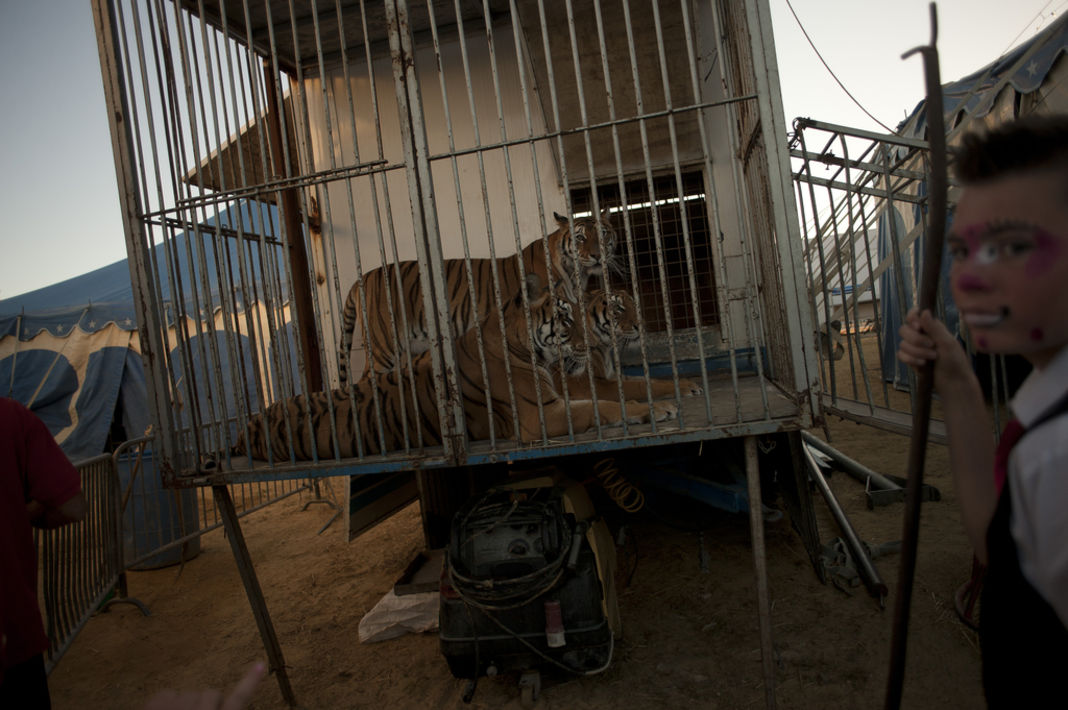 animaux-cirque-petition-patrimoine-culturel-21