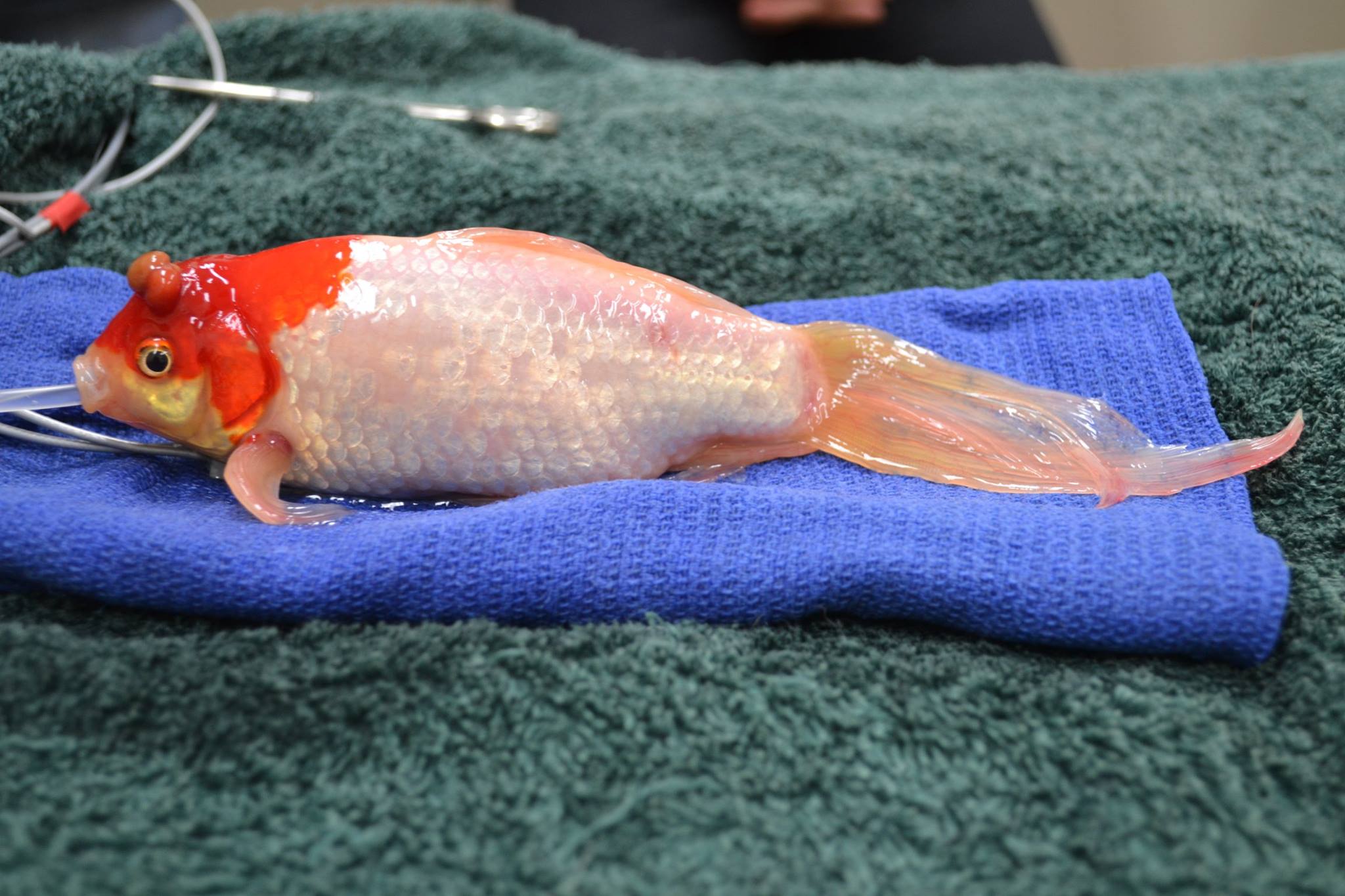 poisson-rouge-operation-5