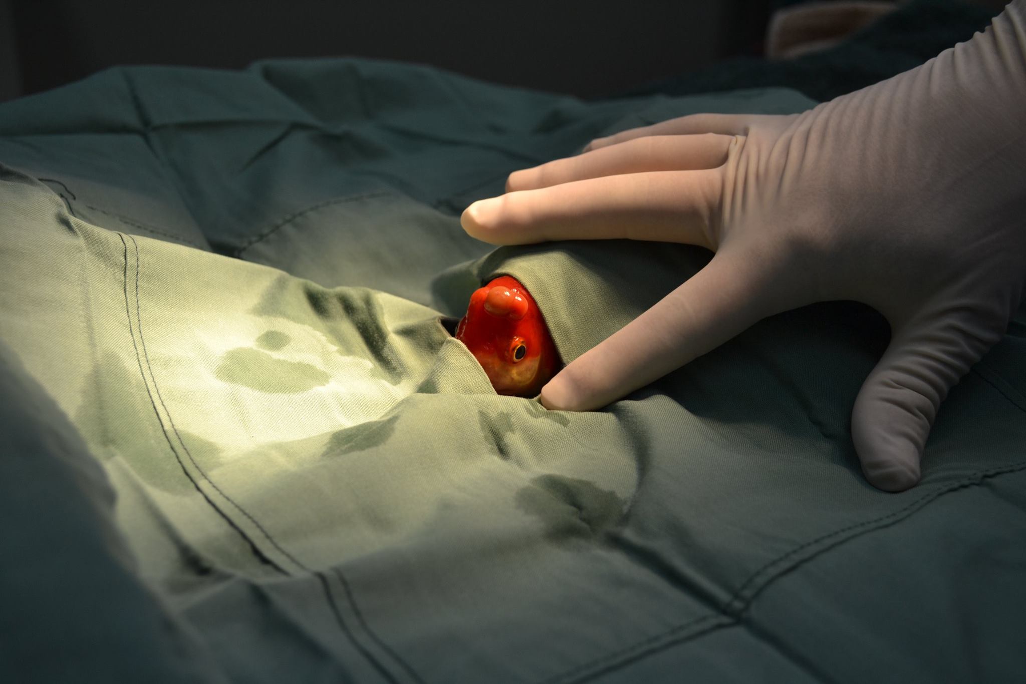 poisson-rouge-operation-17