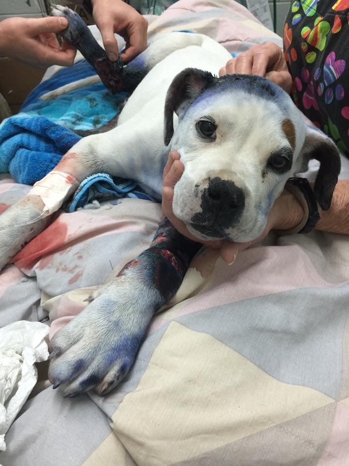 boxer-shot-rescued-8