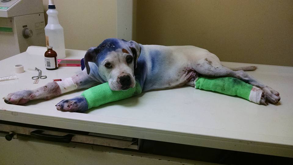 boxer-shot-rescued-4