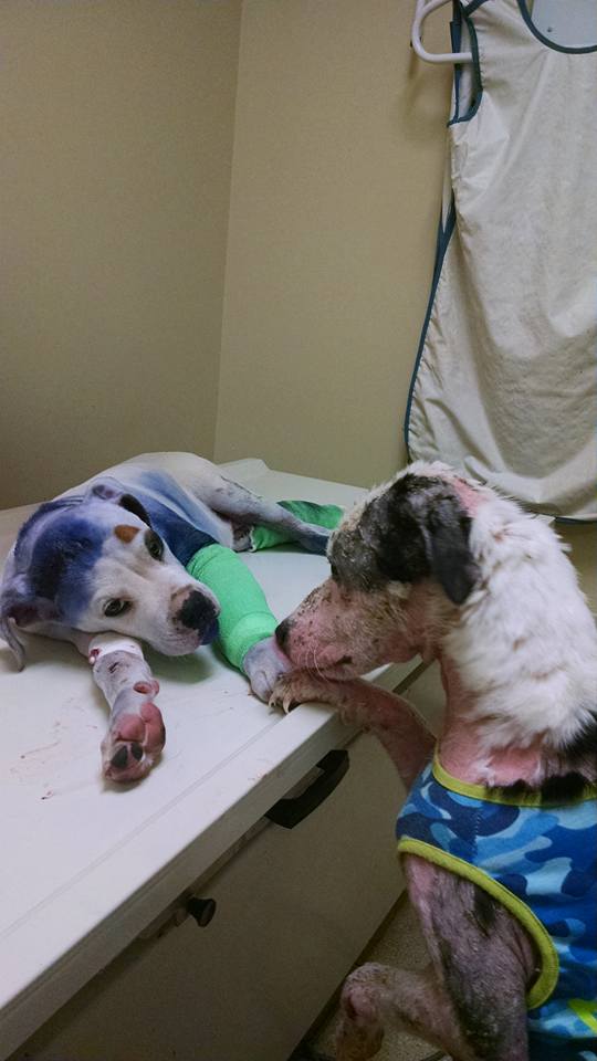 boxer-shot-rescued-6