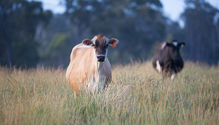 Clarabelle-mother-cow-2