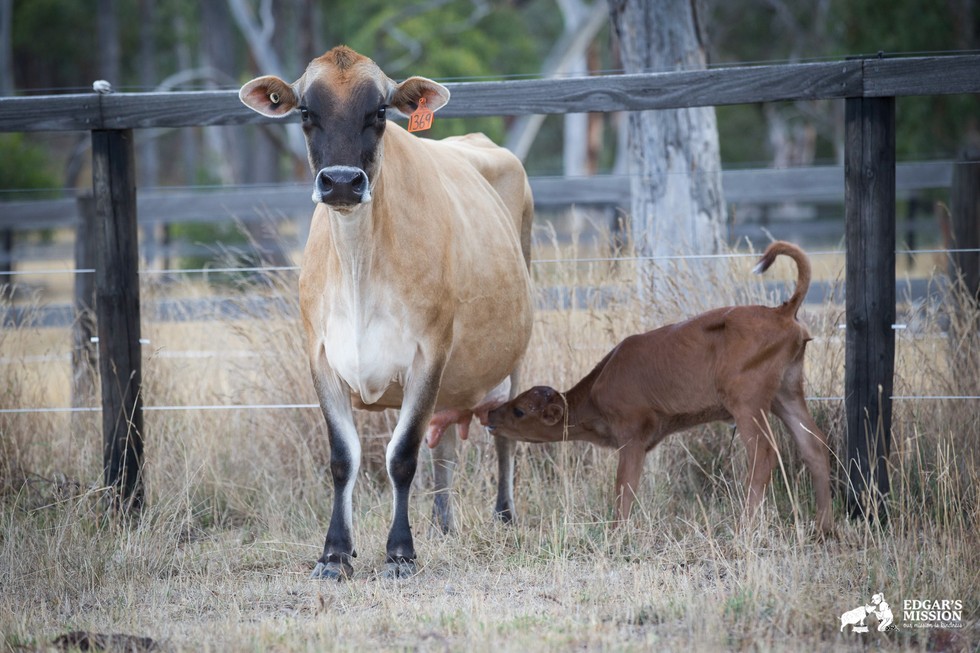 Clarabelle-mother-cow-4
