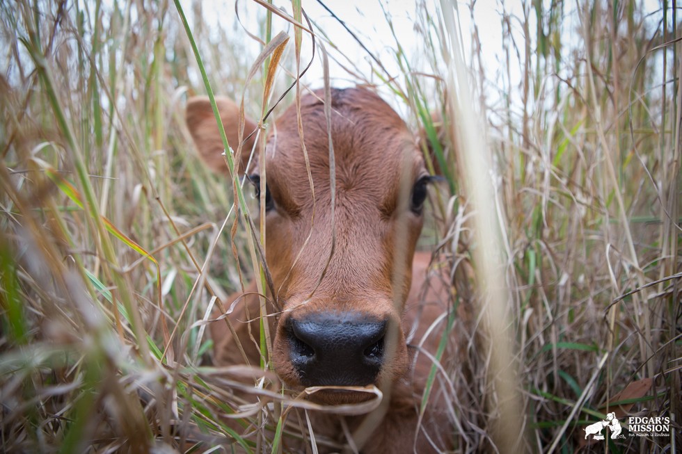 Clarabelle-mother-cow-3