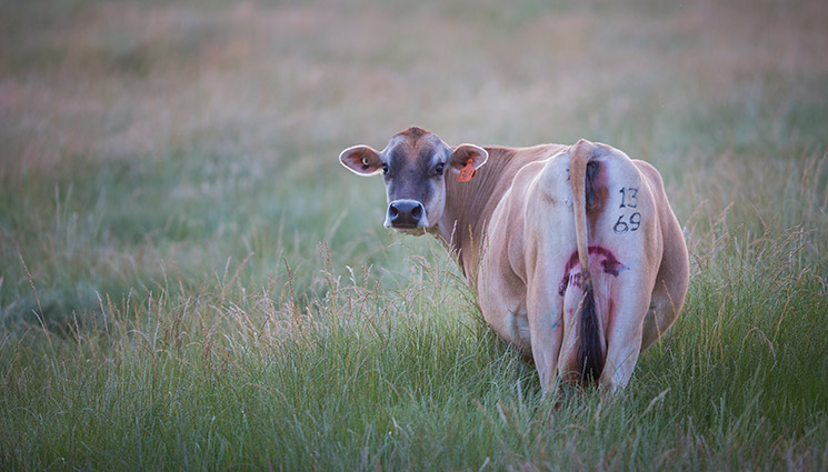 Clarabelle-mother-cow-1