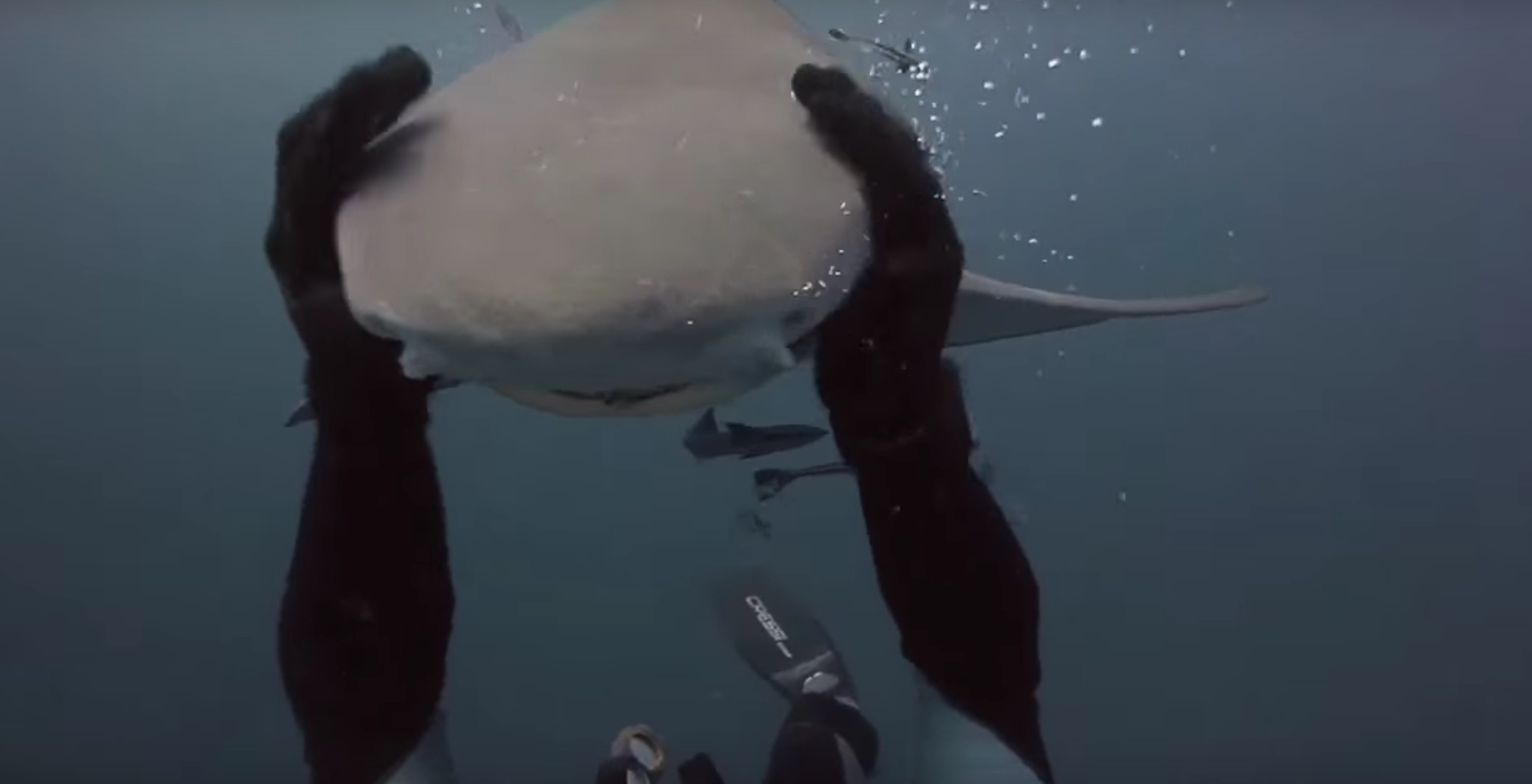 -amitie-plongeur-requin-7