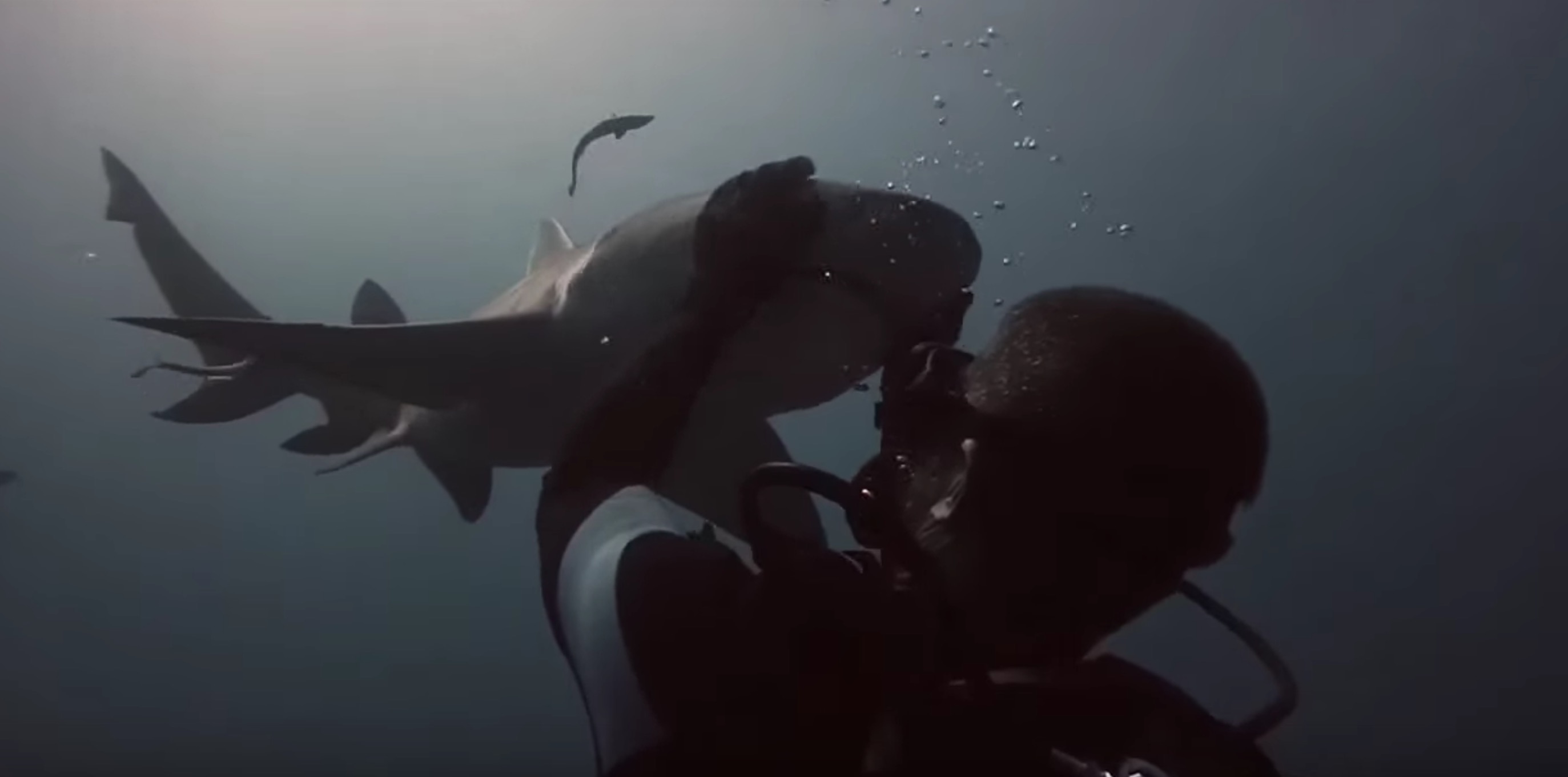 amitie-plongeur-requin-6