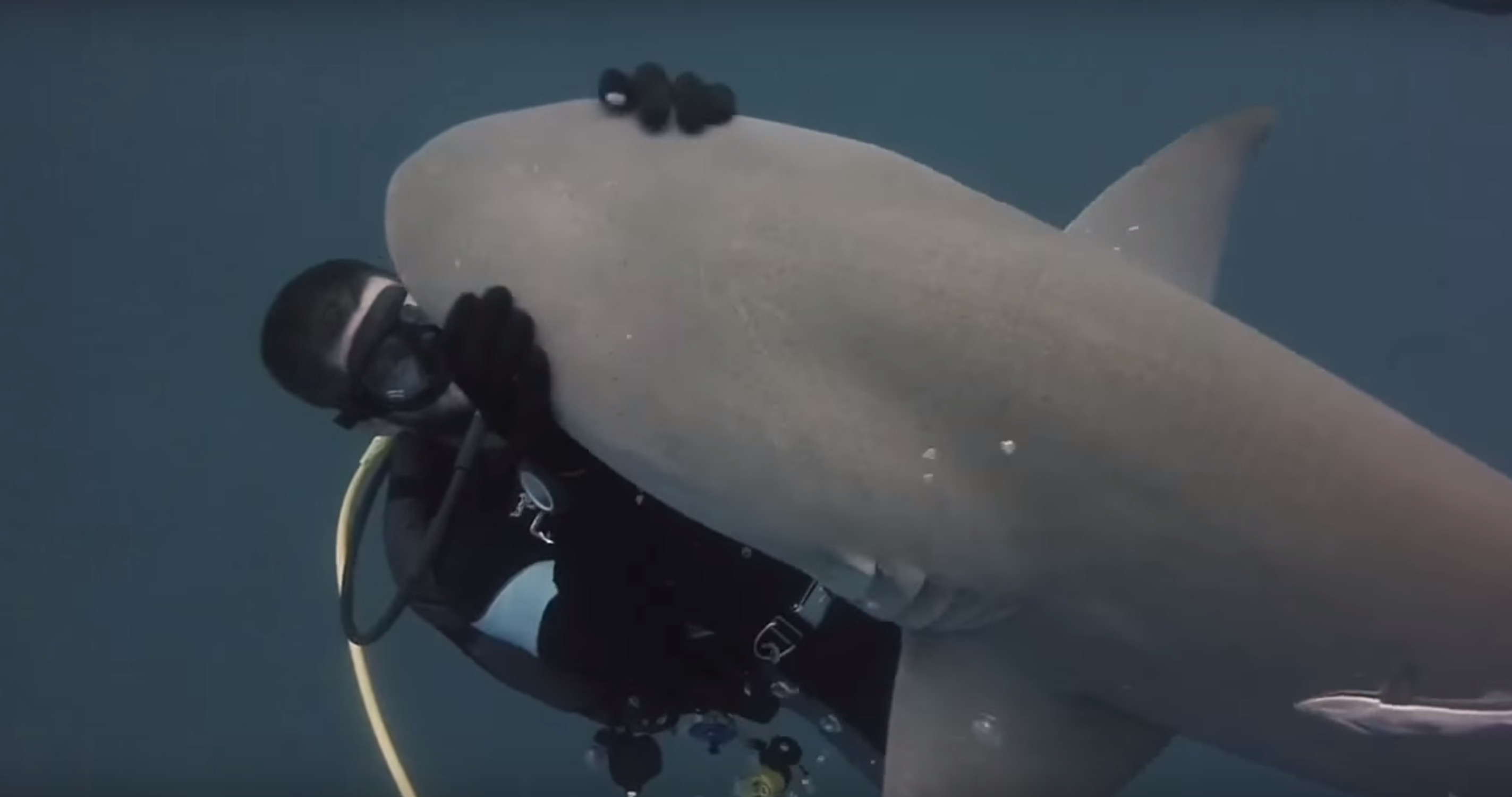 amitie-plongeur-requin-3