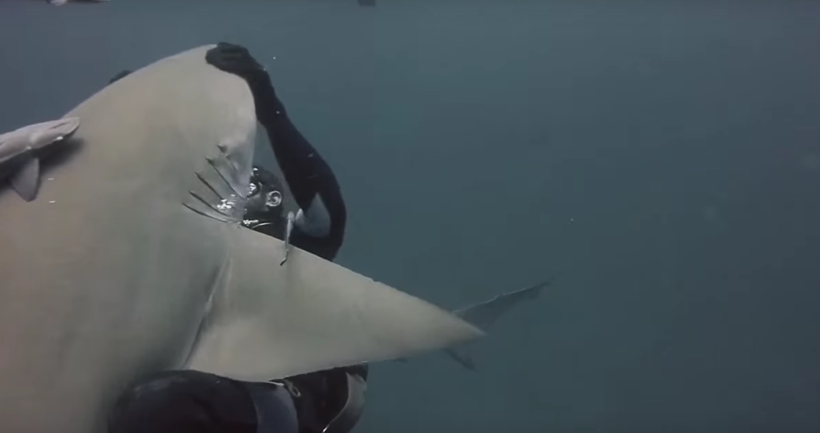 amitie-plongeur-requin-5