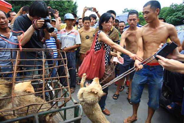 yulin