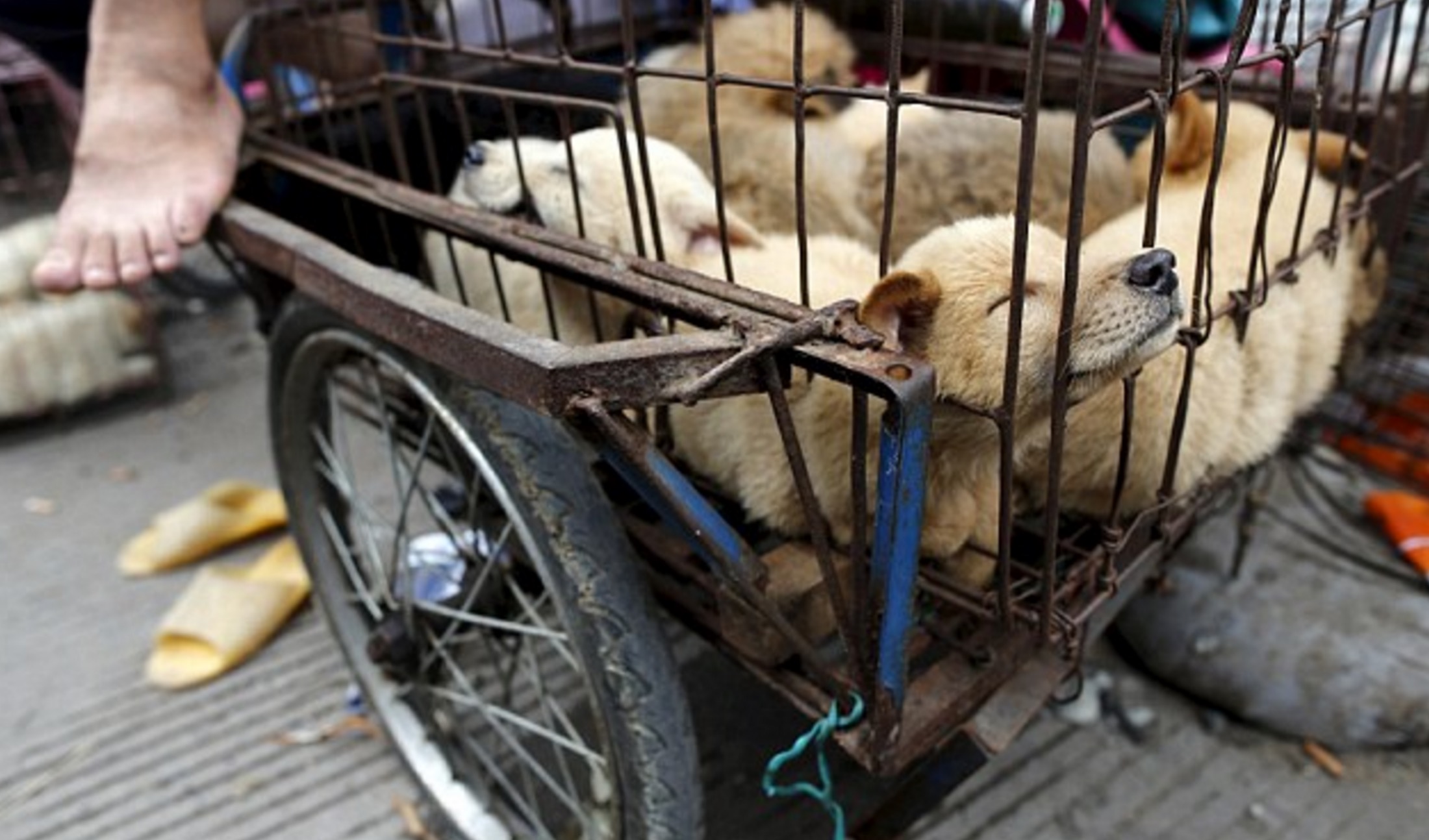 yulin-festival-19