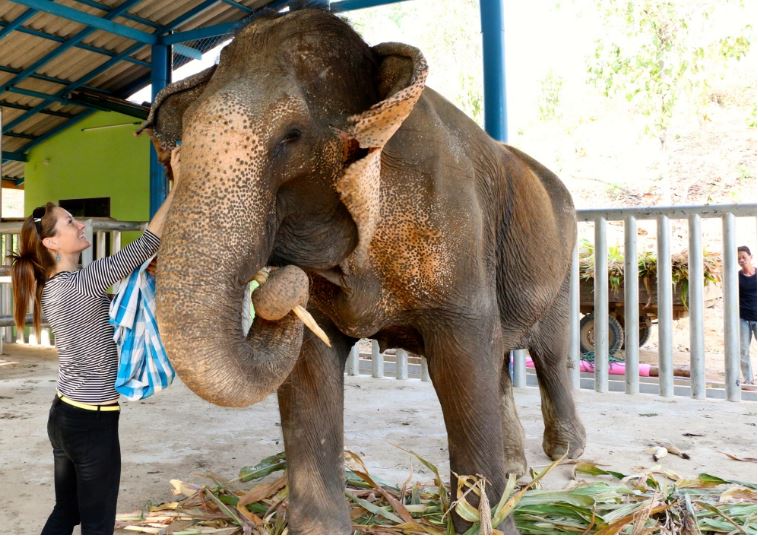elephant-rescued-9