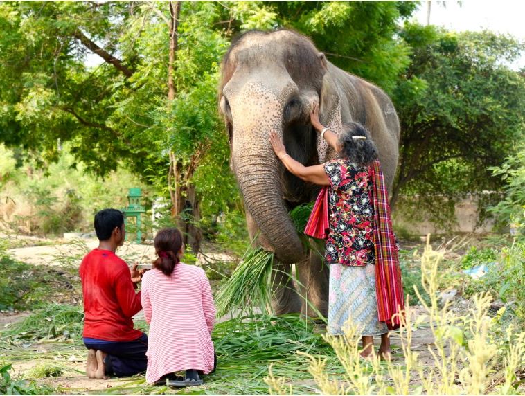 elephant-rescued-7