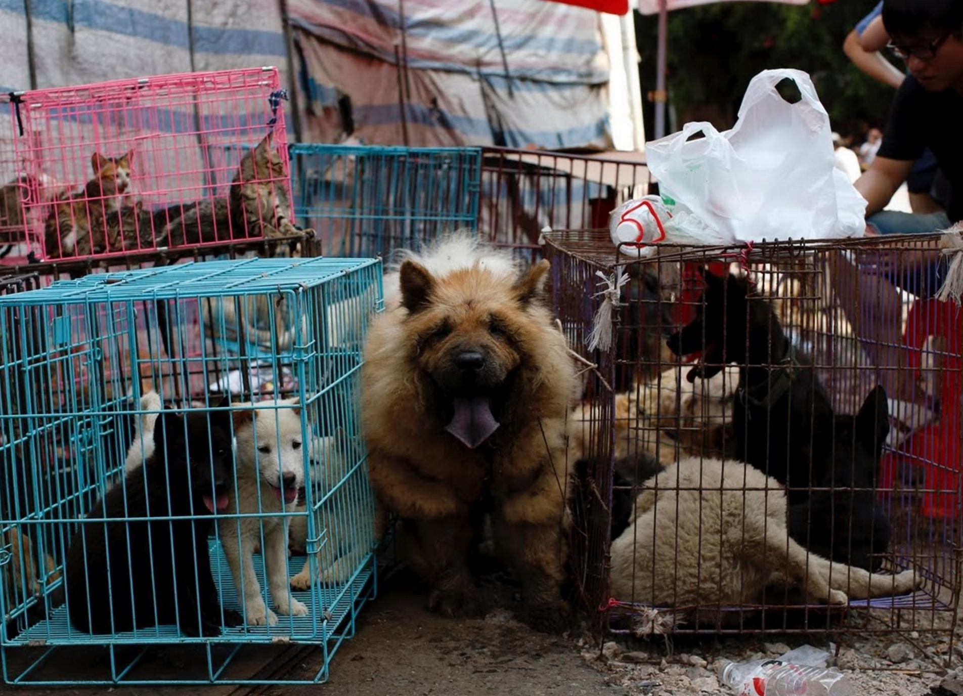 yulin-festival-14