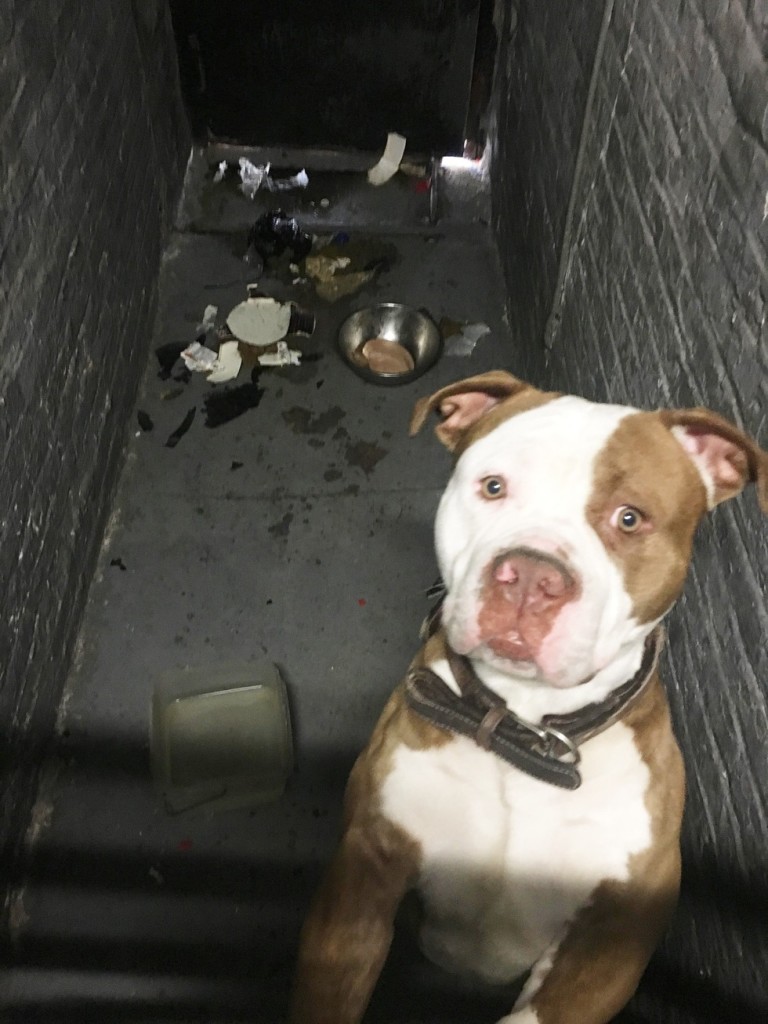 max-abandoned-finds-home-1