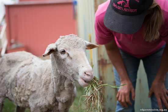 sheep-rescued-dead-8