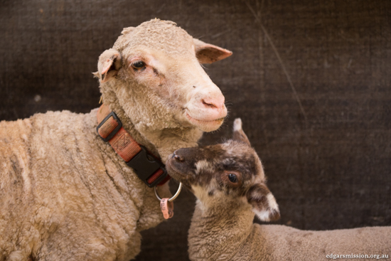 sheep-rescued-dead-5